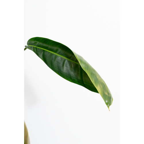 Philodendron patriciae