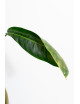 Philodendron patriciae