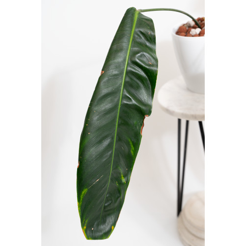 Philodendron patriciae