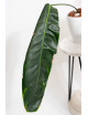 Philodendron patriciae