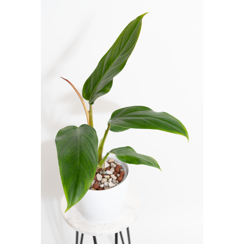Philodendron whipple way...