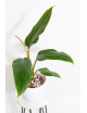 Philodendron whipple way REGRES