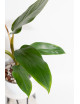 Philodendron whipple way REGRES