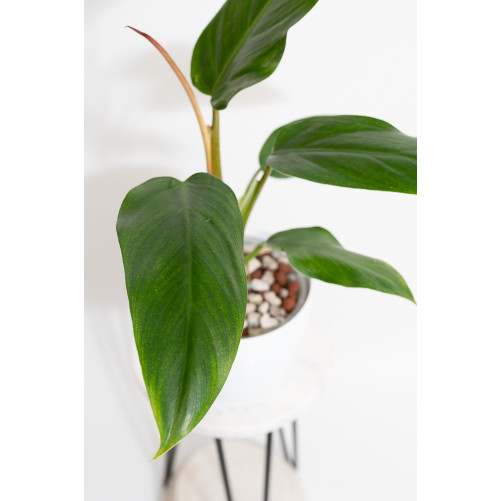 Philodendron whipple way REGRES
