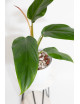 Philodendron whipple way REGRES