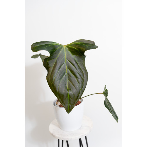 Anthurium besseae aff x...