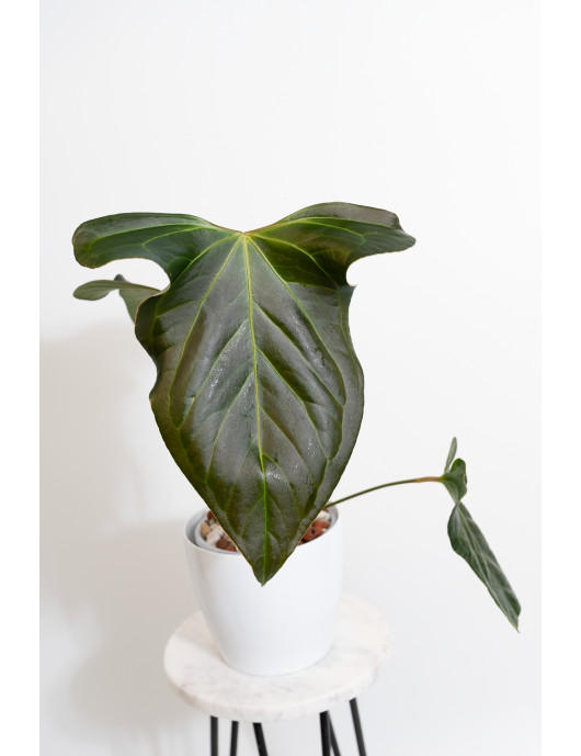 Anthurium besseae aff x pinkleyi (jungle dreams)