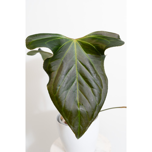 Anthurium besseae aff x pinkleyi (jungle dreams)