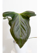 Anthurium besseae aff x pinkleyi (jungle dreams)