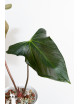 Anthurium besseae aff x pinkleyi (jungle dreams)
