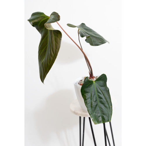 Anthurium besseae aff x pinkleyi (jungle dreams)