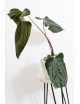 Anthurium besseae aff x pinkleyi (jungle dreams)