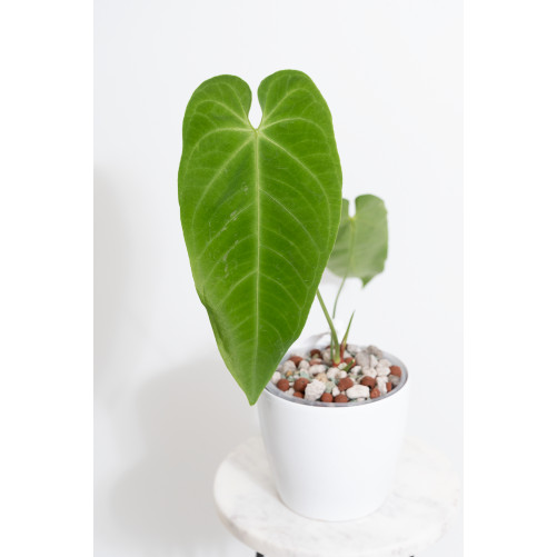 Anthurium queremalense