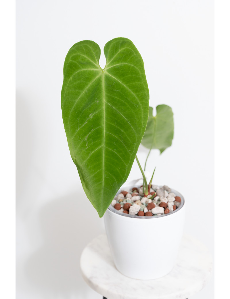 Anthurium queremalense