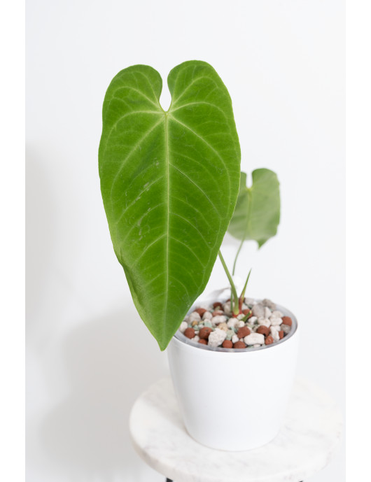 Anthurium queremalense