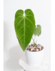Anthurium queremalense