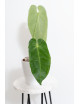 Anthurium queremalense