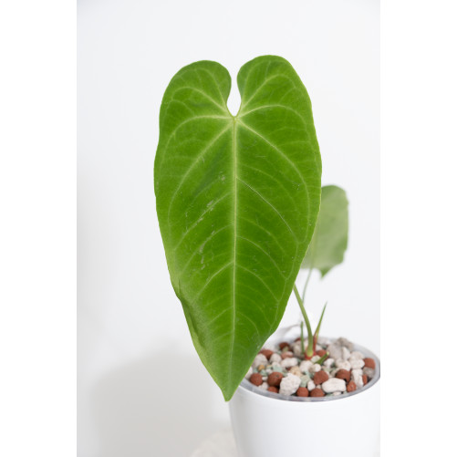 Anthurium queremalense
