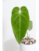 Anthurium queremalense