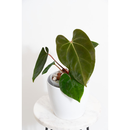 Anthurium besseae aff x...