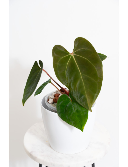 Anthurium besseae aff x papillilaminum