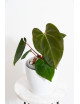 Anthurium besseae aff x papillilaminum