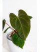 Anthurium besseae aff x papillilaminum