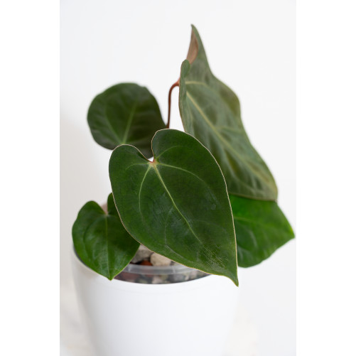 Anthurium besseae aff x papillilaminum