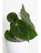 Anthurium besseae aff x papillilaminum