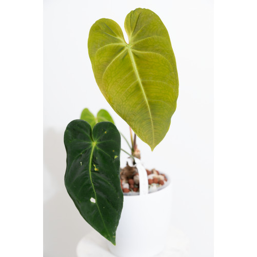 Anthurium cirinoi velvet