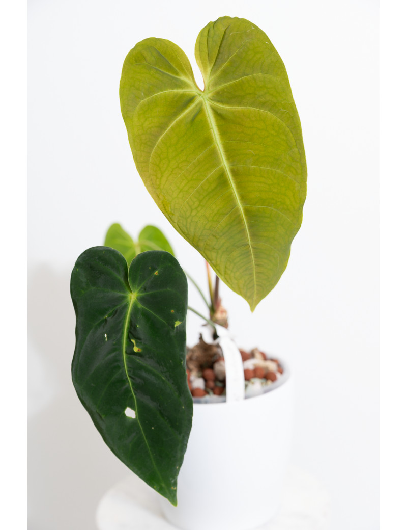 Anthurium cirinoi velvet