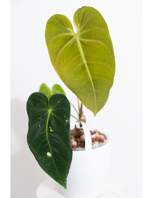 Anthurium cirinoi velvet