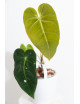 Anthurium cirinoi velvet