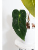 Anthurium cirinoi velvet