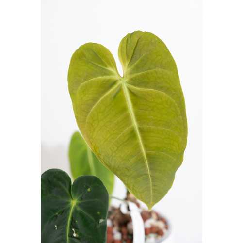 Anthurium cirinoi velvet