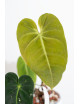 Anthurium cirinoi velvet