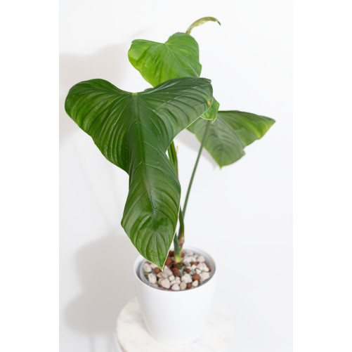 Philodendron expandilobum