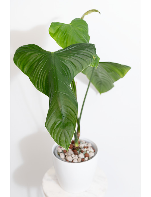 Philodendron expandilobum