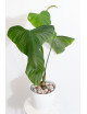 Philodendron expandilobum