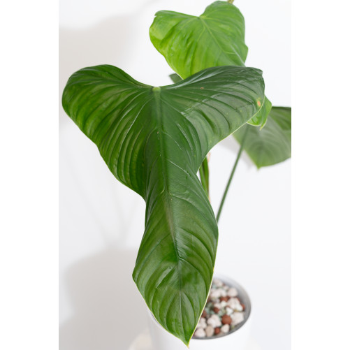 Philodendron expandilobum