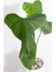 Philodendron expandilobum