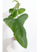 Philodendron expandilobum