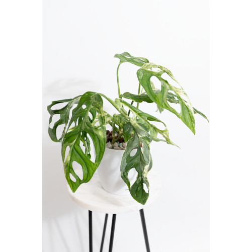 Monstera indonesian marble