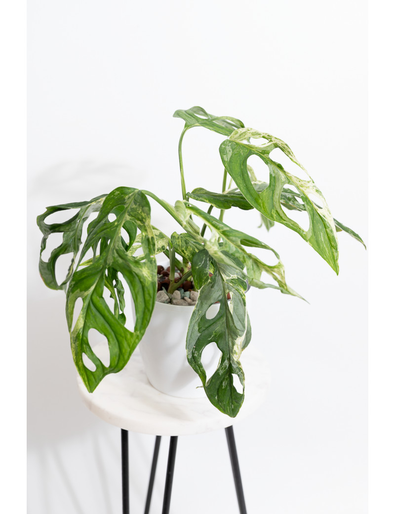 Monstera indonesian marble