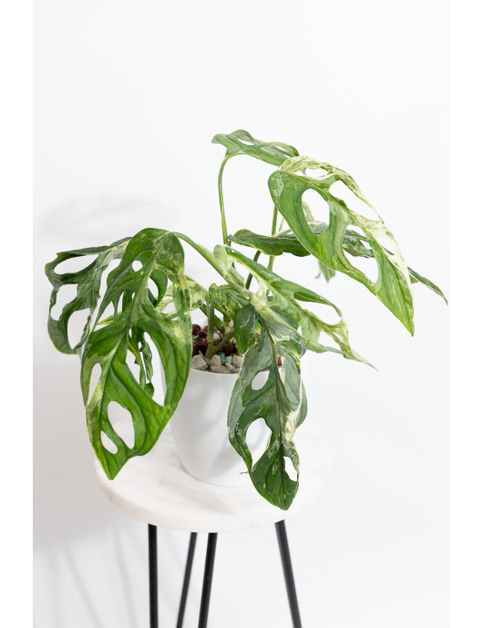 Monstera indonesian marble