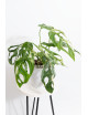 Monstera indonesian marble
