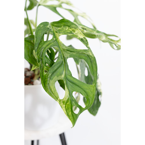 Monstera indonesian marble
