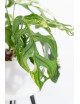 Monstera indonesian marble