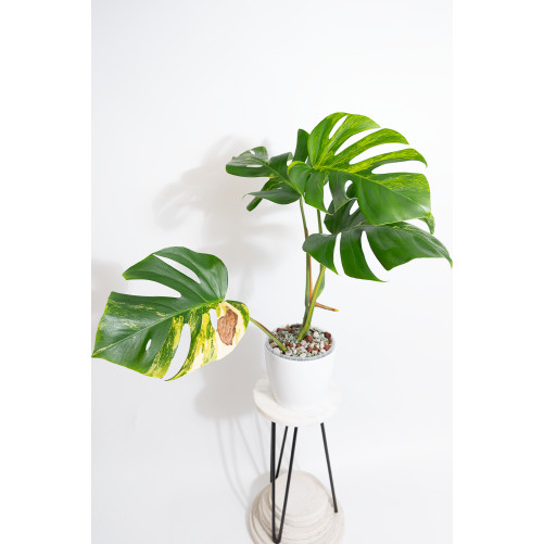 Monstera marmorata aurea