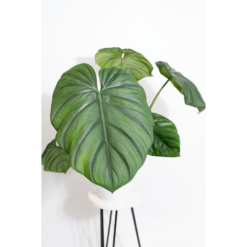 Philodendron sp. Colombia
